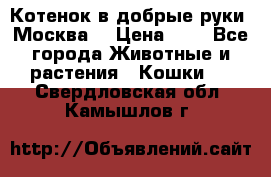 Котенок в добрые руки. Москва. › Цена ­ 5 - Все города Животные и растения » Кошки   . Свердловская обл.,Камышлов г.